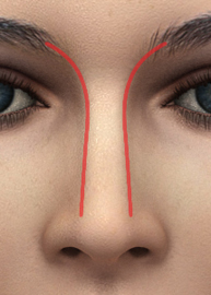 Nasal Dorsum Anatomy