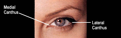 Diagram of ideal, youthful eyelid