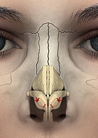 Anatomical illustration of the human nasal structure.