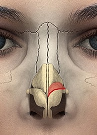 Illustration of human nasal anatomy and structure.