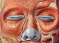 Detailed illustration of facial muscles and features.