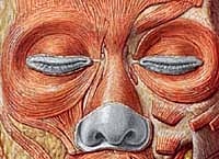 Detailed anatomical illustration of facial muscles.