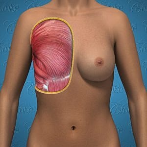 Human anatomy illustration of muscles in chest region.