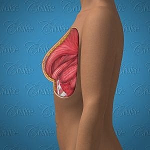 Anatomical illustration of human breast structure.