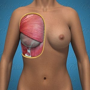 Anatomical illustration of the human chest muscles.