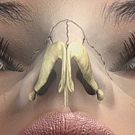 3D illustration of human nasal anatomy.