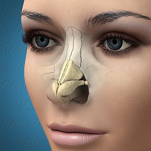 Anatomy illustration of human nose structure.