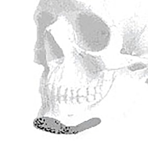 Side view of a human skull illustration.