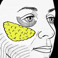 Diagram of a youthful lower eye and cheek