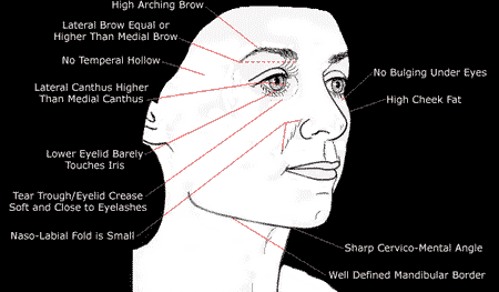 Diagram of a youthful face