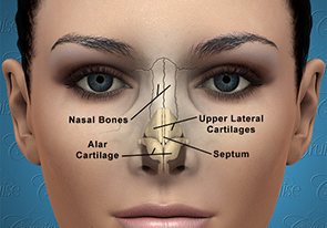 Nose anatomy inside