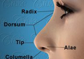Nose anatomy outside